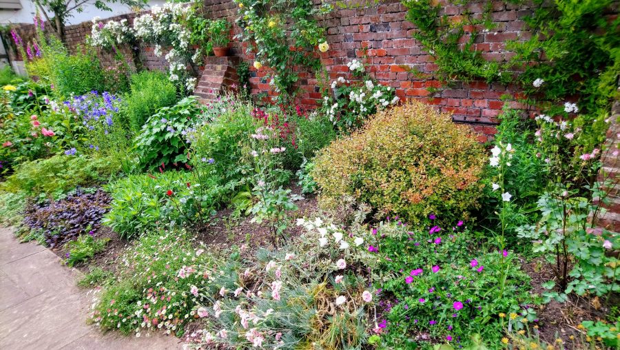 Herbaceous Border in Devon