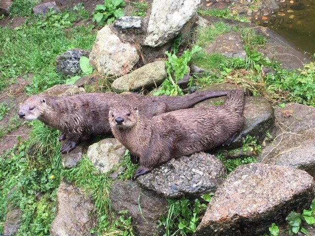 two otters relaxing